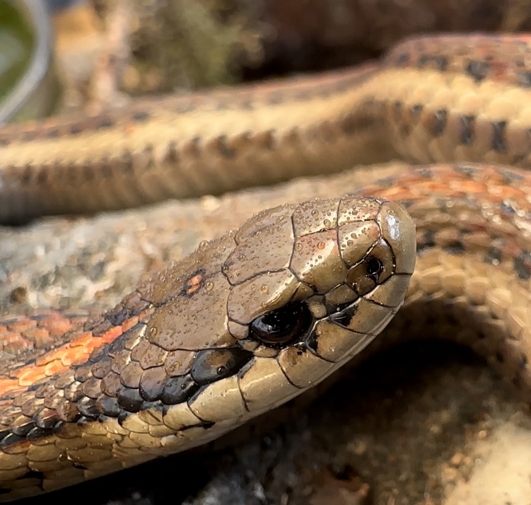 Snake%20Macro.jpeg