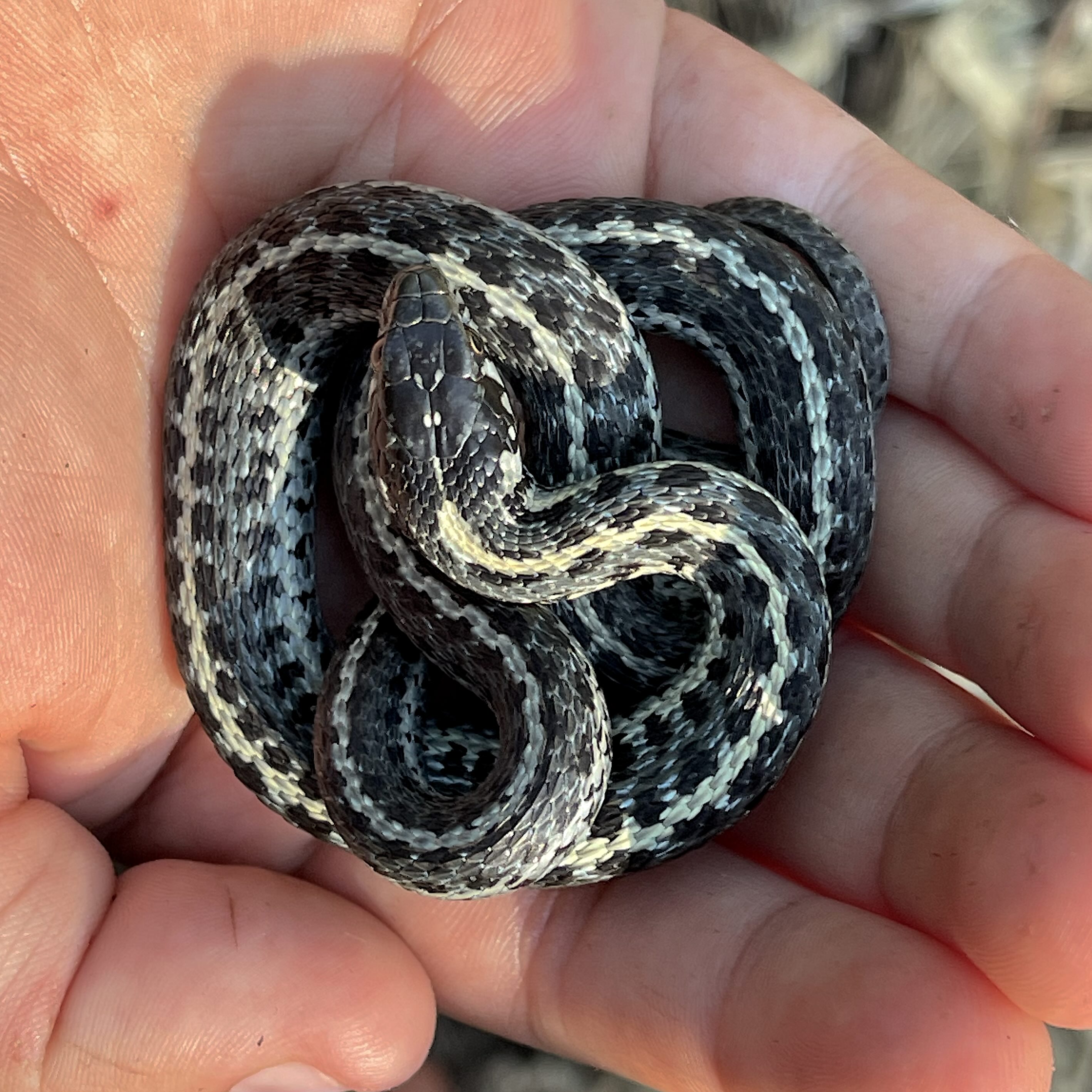Snake%20in%20Hand